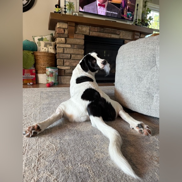 Meet your Posher, Jennifer (Jenny, Jenna, Jen) & my boy, Bauer ❤️🐶 - Picture 3 of 3